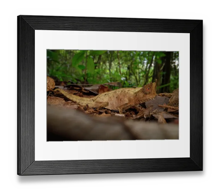 Framed Print : Stump-tailed or leaf chameleon (Brookesia superciliaris) active on forest floor, Maromizaha Forest, near Andasibe, central-eastern Madagascar Framed Print : Stump-tailed or leaf chameleon (Brookesia superciliaris) active on forest floor, Maromizaha Forest, near Andasibe, central-eastern Madagascar