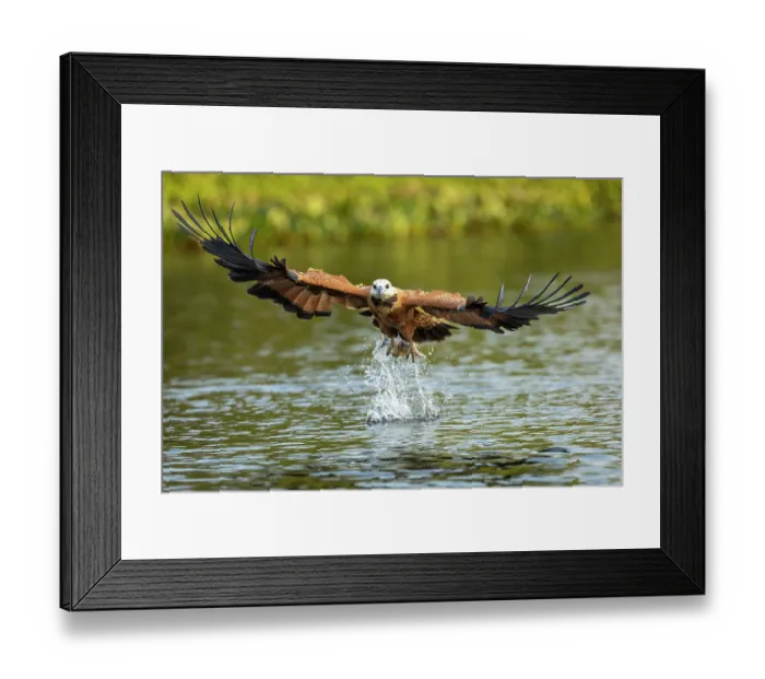 Framed Print : Black-collard hawk (Busarellus nigricollis) fishing in the Cuiaba river, Porto Jofre region, Pantanal, Brazil Framed Print : Black-collard hawk (Busarellus nigricollis) fishing in the Cuiaba river, Porto Jofre region, Pantanal, Brazil