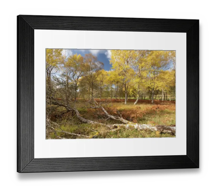 Framed Print : Aspen (Populus tremula) stand in autumn displaying bright yellow foliage with fallen deadwood in foreground, Grantown-on-Spey, Cairngorms National Park, Scotland, UK. October Framed Print : Aspen (Populus tremula) stand in autumn displaying bright yellow foliage with fallen deadwood in foreground, Grantown-on-Spey, Cairngorms National Park, Scotland, UK. October