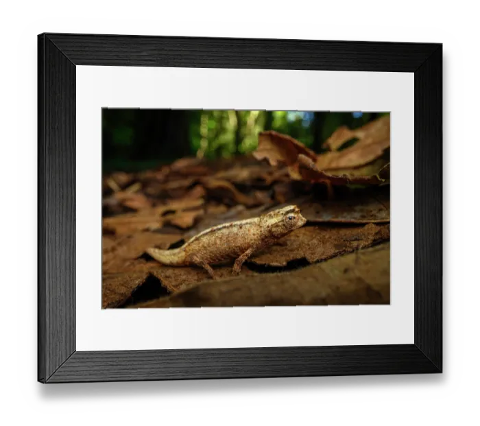 Framed Print : Pygmy stump-tailed chameleon (Brookesia tuberculata) foraging on forest floor, Montagne d'Ambre National Park, northern Madagascar Framed Print : Pygmy stump-tailed chameleon (Brookesia tuberculata) foraging on forest floor, Montagne d'Ambre National Park, northern Madagascar
