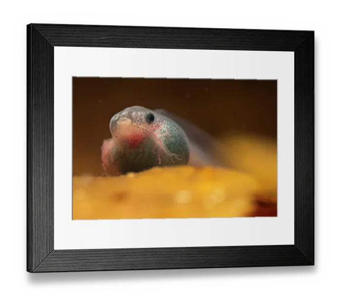Framed Print : Fringed leaf frog (Cruziohyla craspedopus) tadpole resting on sediment. Captive Framed Print : Fringed leaf frog (Cruziohyla craspedopus) tadpole resting on sediment. Captive