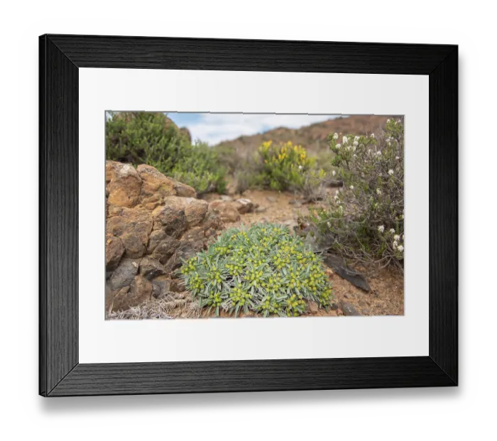 Framed Print : Hedgehog milkbush (Euphorbia loricata) flowering in desert, Central Karoo, Cape Province, South Africa. August