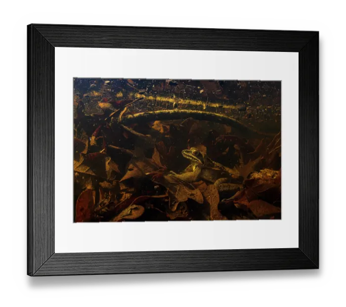 Framed Print : Agile frog (Rana dalmatina) male sitting at bottom of pond during breeding season, Circeo National Park, Italy Framed Print : Agile frog (Rana dalmatina) male sitting at bottom of pond during breeding season, Circeo National Park, Italy