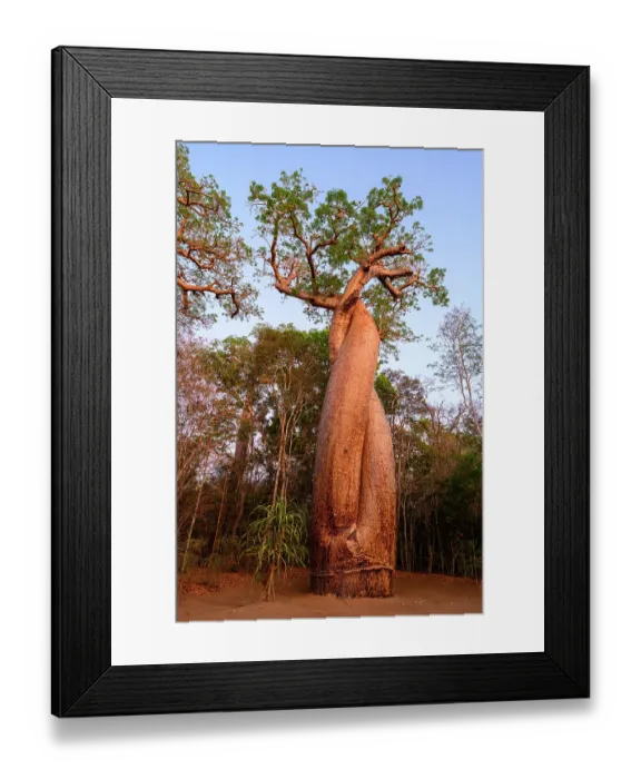 Framed Print : Fony baobab (Adansonia rubrostipa) - individual tree known locally as baobab amoureux or babobab of love'. Menabe, western Madagascar Framed Print : Fony baobab (Adansonia rubrostipa) - individual tree known locally as baobab amoureux or babobab of love'. Menabe, western Madagascar