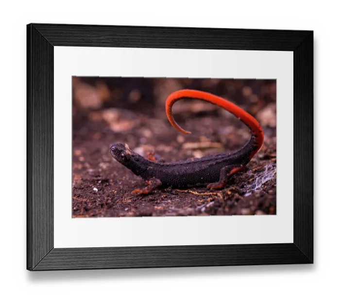 Framed Print : Northern spectacled salamander (Salamandrina perspicillata) displaying unkenreflex in response to threat, Licenza, Italy Framed Print : Northern spectacled salamander (Salamandrina perspicillata) displaying unkenreflex in response to threat, Licenza, Italy