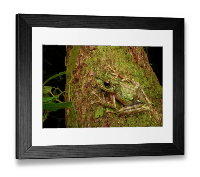 Framed Print : Madagascar mossy frog (Spinomantis aglavei) camouflaged on tree trunk at night, Maromizaha Forest, near Andasibe-Mantadia National Park, eastern Madagascar Framed Print : Madagascar mossy frog (Spinomantis aglavei) camouflaged on tree trunk at night, Maromizaha Forest, near Andasibe-Mantadia National Park, eastern Madagascar
