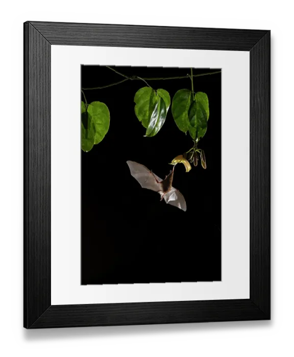 Framed Print : Long-tongued bat (Glossophaga soricina) nectaring from a Sea bean flower (Mucuna sloanei) at night, Boca San Carlos, Costa Rica Framed Print : Long-tongued bat (Glossophaga soricina) nectaring from a Sea bean flower (Mucuna sloanei) at night, Boca San Carlos, Costa Rica