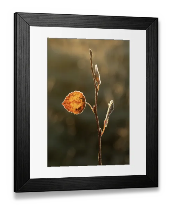 Framed Print : Aspen (Populus tremula) leaf in autumn rimmed with frost, Scotland, UK. October Framed Print : Aspen (Populus tremula) leaf in autumn rimmed with frost, Scotland, UK. October