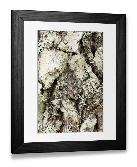 Framed Print : Great brocade (Eurois occulta) moth camouflaged on Aspen trunk, Insh Marshes, Cairngorms National Park, Scotland, UK. July Framed Print : Great brocade (Eurois occulta) moth camouflaged on Aspen trunk, Insh Marshes, Cairngorms National Park, Scotland, UK. July