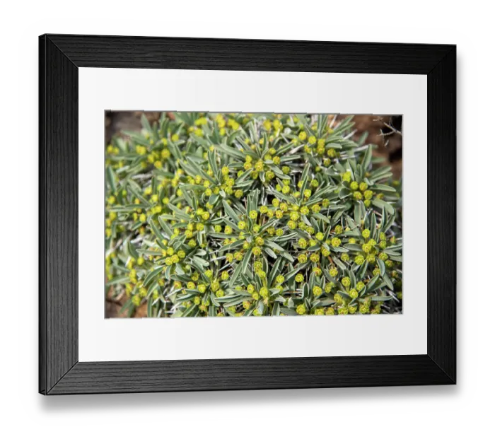 Framed Print : Hedgehog milkbush (Euphorbia loricata) flowering in desert, Central Karoo, Cape Province, South Africa. August Framed Print : Hedgehog milkbush (Euphorbia loricata) flowering in desert, Central Karoo, Cape Province, South Africa. August