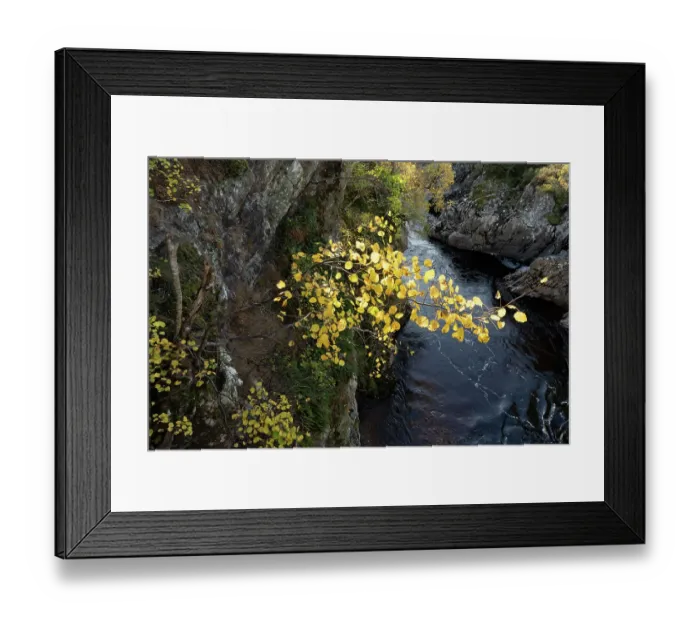 Framed Print : Aspen (Populus tremula) tree in autumn growing in a steep gorge above the River Findhorn, near Dulsie Bridge, Moray, Scotland, UK. October Framed Print : Aspen (Populus tremula) tree in autumn growing in a steep gorge above the River Findhorn, near Dulsie Bridge, Moray, Scotland, UK. October