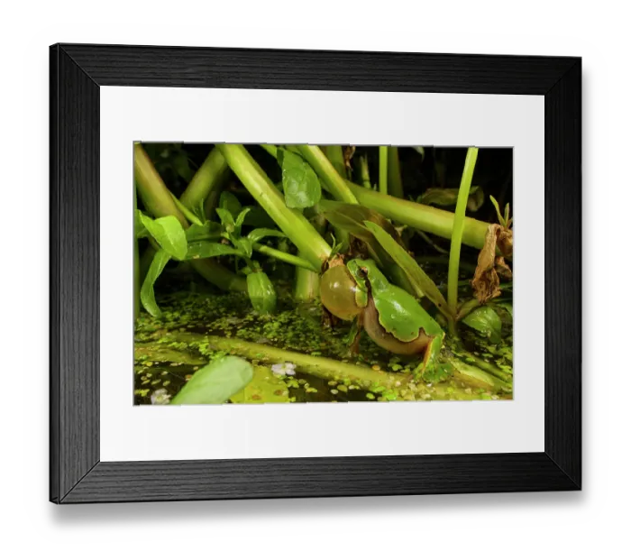 Framed Print : Italian tree frog (Hyla intermedia) male calling amongst vegetation at pond edge, Rome, Italy