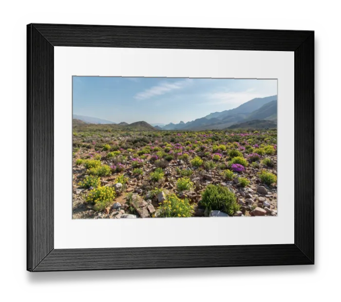 Framed Print : Flowering desert landscape, Central Karoo, Cape Province, South Africa. August, 2023 Framed Print : Flowering desert landscape, Central Karoo, Cape Province, South Africa. August, 2023