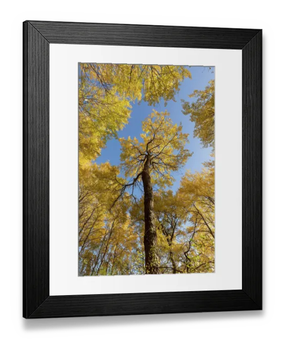 Framed Print : Aspen (Populus tremula) stand in autumn - wide view showing bright yellow foliage against a vivid blue sky, Cairngorms National Park, Scotland, UK. October Framed Print : Aspen (Populus tremula) stand in autumn - wide view showing bright yellow foliage against a vivid blue sky, Cairngorms National Park, Scotland, UK. October
