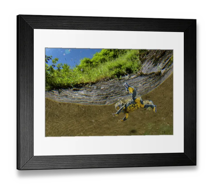 Framed Print : Apennine yellow-bellied toad (Bombina variegata pachypus) floating at waters surface, Genova, Italy Framed Print : Apennine yellow-bellied toad (Bombina variegata pachypus) floating at waters surface, Genova, Italy