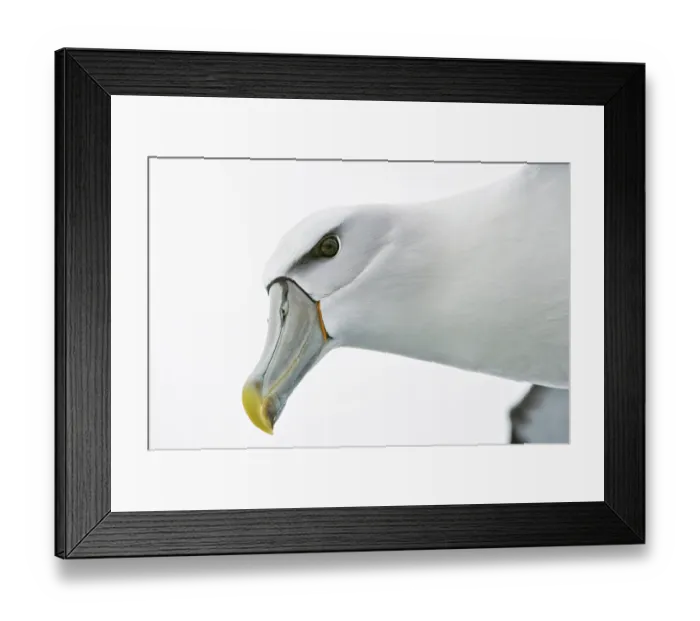 Framed Print : New Zealand white-capped mollymawk (Diomedea cauta steadi) in flight, head portrait, Stewart Island, New Zealand Framed Print : New Zealand white-capped mollymawk (Diomedea cauta steadi) in flight, head portrait, Stewart Island, New Zealand