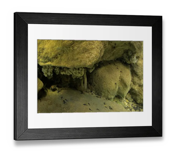 Framed Print : Italian stream frog (Rana italica) tadpoles and frogspawn, Lucretili Regional Park, Rome, Italy Framed Print : Italian stream frog (Rana italica) tadpoles and frogspawn, Lucretili Regional Park, Rome, Italy