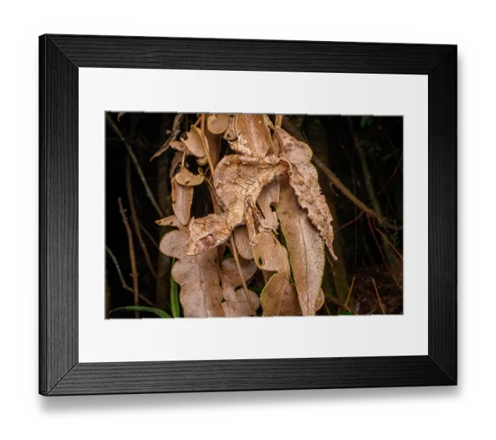 Framed Print : Satanic leaf-tailed gecko (Uroplatus phantasticus) camouflaged among dried leaves, Maromizaha Forest, near Andasibe, central-eastern Madagascar Framed Print : Satanic leaf-tailed gecko (Uroplatus phantasticus) camouflaged among dried leaves, Maromizaha Forest, near Andasibe, central-eastern Madagascar