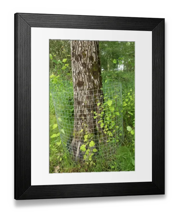 Framed Print : Aspen tree (Populus tremula) protected with wire mesh to prevent gnawing and felling by beaver, Perthshire, Scotland, UK. June Framed Print : Aspen tree (Populus tremula) protected with wire mesh to prevent gnawing and felling by beaver, Perthshire, Scotland, UK. June