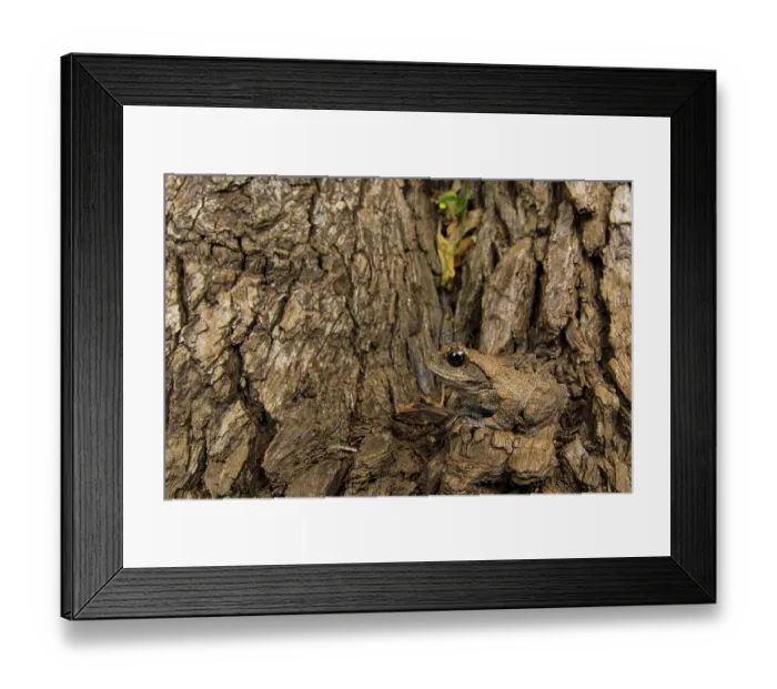 Framed Print : Grey foam-nest tree frog (Chiromantis xerampelina) sat on tree trunk, South Luangwa National Park, Zambia Framed Print : Grey foam-nest tree frog (Chiromantis xerampelina) sat on tree trunk, South Luangwa National Park, Zambia