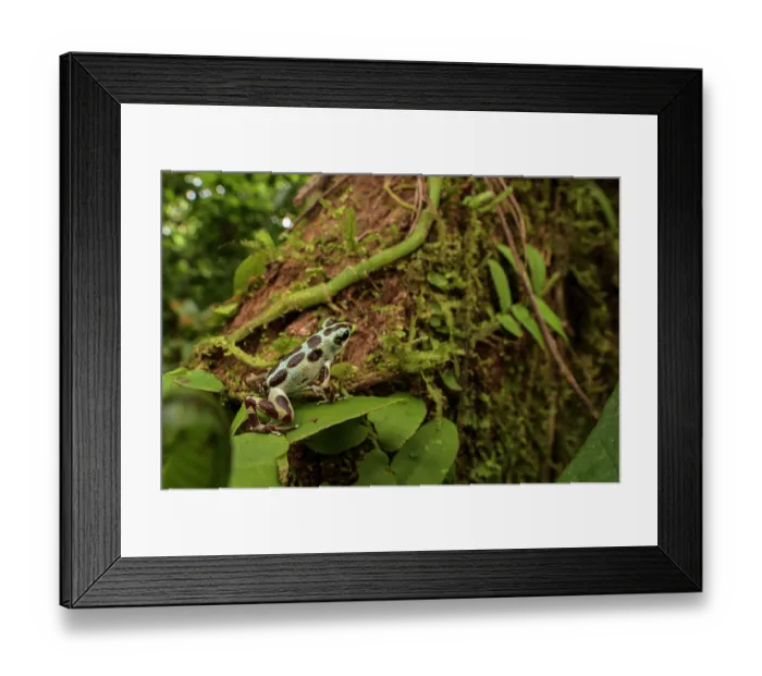 Framed Print : Strawberry poison-dart frog (Oophaga pumilio) sitting on leaf and looking at tree trunk, Bastimentos, Panama Framed Print : Strawberry poison-dart frog (Oophaga pumilio) sitting on leaf and looking at tree trunk, Bastimentos, Panama