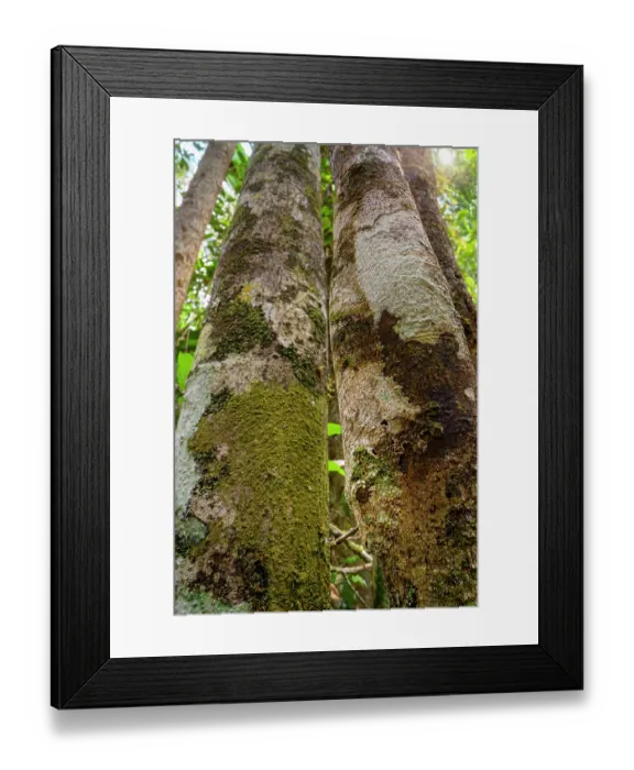 Framed Print : Mossy leaf-tailed gecko (Uroplatus sikorae) flattened and camouflaged on vertical trunk, Maromizaha Forest, near Andasibe, central-eastern Madagascar Framed Print : Mossy leaf-tailed gecko (Uroplatus sikorae) flattened and camouflaged on vertical trunk, Maromizaha Forest, near Andasibe, central-eastern Madagascar