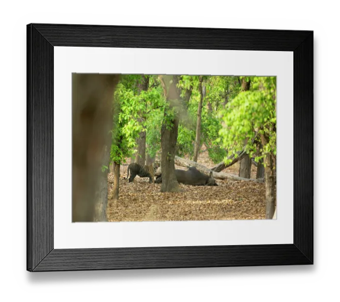 Framed Print : Bengal tiger (Panthera tigris tigris) feeding on Gaur (Bos gaurus) prey, Bandhavgarh Tiger Reserve, Madhya Pradesh, India. Endangered Framed Print : Bengal tiger (Panthera tigris tigris) feeding on Gaur (Bos gaurus) prey, Bandhavgarh Tiger Reserve, Madhya Pradesh, India. Endangered