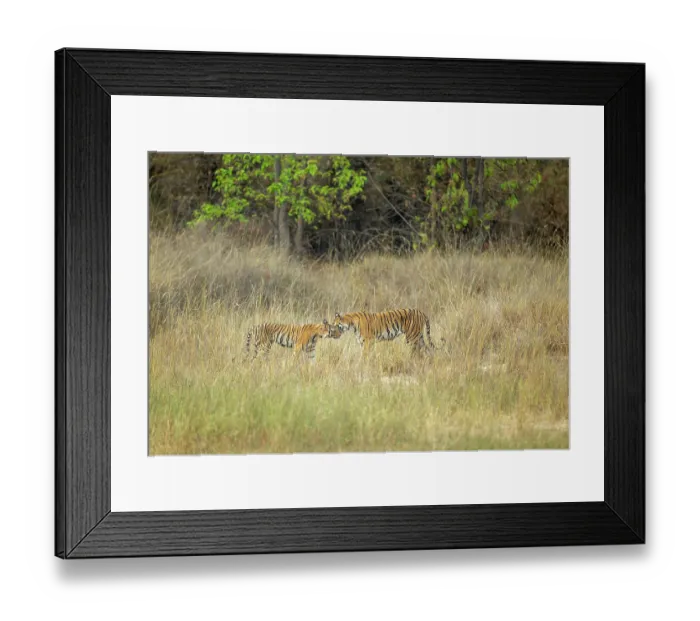 Framed Print : Bengal tiger (Panthera tigris tigris) female, greeting its sub-adult cub, rubbing faces, Bandhavgarh Tiger Reserve, Madhya Pradesh, India. Endangered Framed Print : Bengal tiger (Panthera tigris tigris) female, greeting its sub-adult cub, rubbing faces, Bandhavgarh Tiger Reserve, Madhya Pradesh, India. Endangered