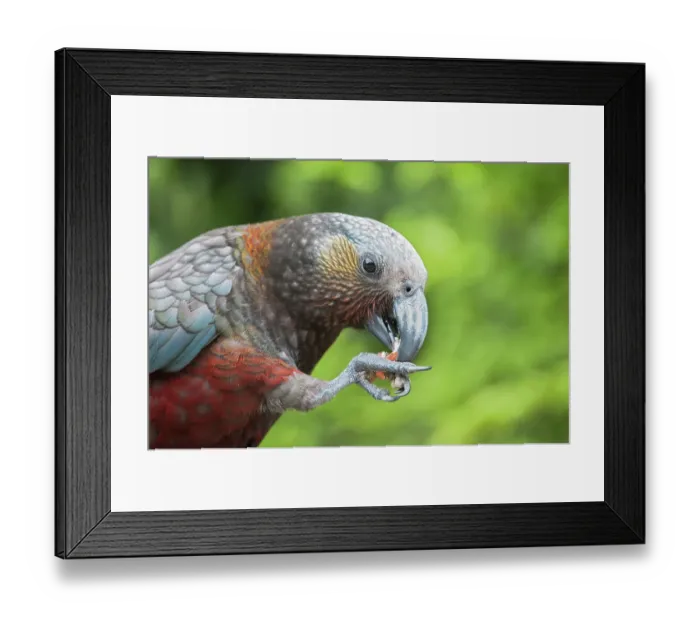 Framed Print : Kaka (Nestor meridionalis) feeding, South Island, New Zealand. Endangered