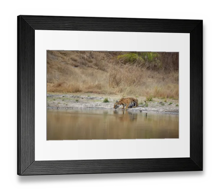 Framed Print : Bengal tiger (Panthera tigris tigris) female, drinking at natural waterhole, Bandhavgarh Tiger Reserve, Madhya Pradesh, India. Endangered Framed Print : Bengal tiger (Panthera tigris tigris) female, drinking at natural waterhole, Bandhavgarh Tiger Reserve, Madhya Pradesh, India. Endangered