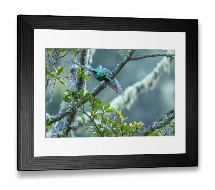 Framed Print : Resplendent quetzal (Pharomachrus mocinno) male, taking flight from branch, Los Quetzales National Park, Talamanca, Costa Rica Framed Print : Resplendent quetzal (Pharomachrus mocinno) male, taking flight from branch, Los Quetzales National Park, Talamanca, Costa Rica