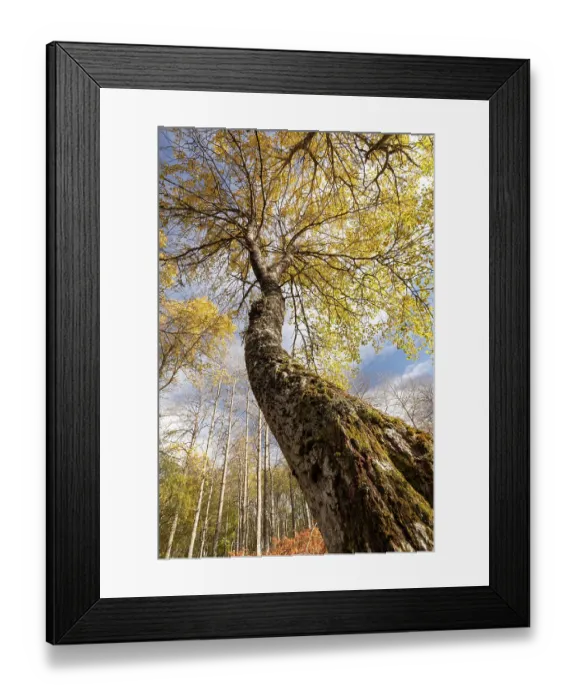 Framed Print : Aspen (Populus tremula) tree, low angle view looking up trunk towards branches and bright yellow leaves, Grantown-on-Spey, Cairngorms National Park, Scotland, UK. October Framed Print : Aspen (Populus tremula) tree, low angle view looking up trunk towards branches and bright yellow leaves, Grantown-on-Spey, Cairngorms National Park, Scotland, UK. October