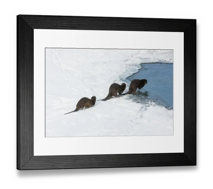 Framed Print : Family of River otters (Lontra canadensis) walking over snow towards river, Yellowstone River, Yellowstone National Park, USA. January Framed Print : Family of River otters (Lontra canadensis) walking over snow towards river, Yellowstone River, Yellowstone National Park, USA. January