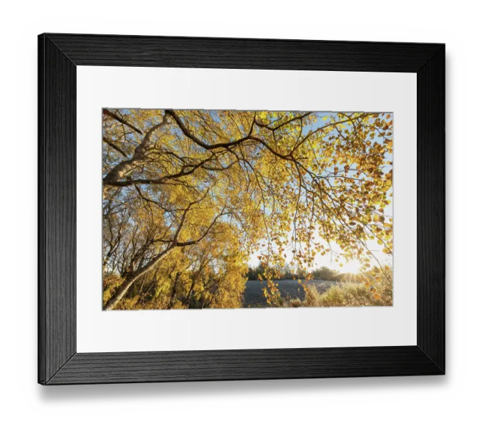 Framed Print : Aspen (Populus tremula) trees in autumn displaying bright yellow foliage, Insh Marshes, Cairngorms National Park, Scotland, UK. October Framed Print : Aspen (Populus tremula) trees in autumn displaying bright yellow foliage, Insh Marshes, Cairngorms National Park, Scotland, UK. October