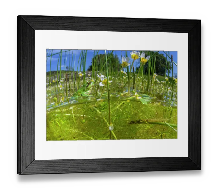 Framed Print : Mediterranean tree frog (Hyla meridionalis) sitting in pond amongst vegetation, Saint Martin de Londres, France Framed Print : Mediterranean tree frog (Hyla meridionalis) sitting in pond amongst vegetation, Saint Martin de Londres, France