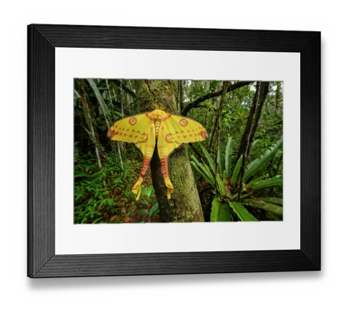 Framed Print : Madagascar comet moth (Argema mittrei) female, freshly emerged and drying its wings in rainforest understorey Framed Print : Madagascar comet moth (Argema mittrei) female, freshly emerged and drying its wings in rainforest understorey