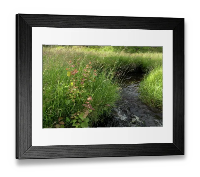 Framed Print : Aspen saplings (Populus tremula) growing next to stream, Perthshire, Scotland, UK. June