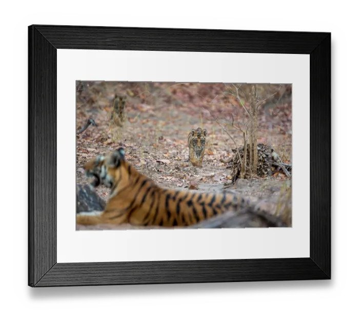 Framed Print : Bengal tiger (Panthera tigris tigris) cubs, aged 2 months, approaching their mother, Bandhavgarh Tiger Reserve, Madhya Pradesh, India. Endangered Framed Print : Bengal tiger (Panthera tigris tigris) cubs, aged 2 months, approaching their mother, Bandhavgarh Tiger Reserve, Madhya Pradesh, India. Endangered
