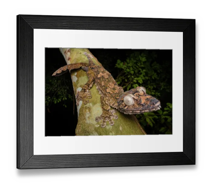 Framed Print : Giant leaf-tailed gecko (Uroplatus giganteus) walking along branch at night, Domanin de Fontenay, Montagne d'Ambre National Park, northern Madagascar Framed Print : Giant leaf-tailed gecko (Uroplatus giganteus) walking along branch at night, Domanin de Fontenay, Montagne d'Ambre National Park, northern Madagascar