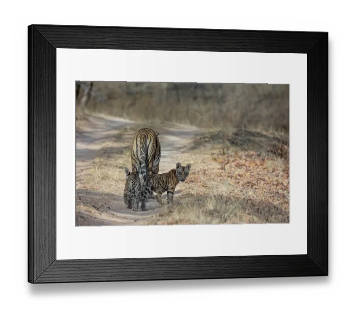 Framed Print : Bengal tiger (Panthera tigris tigris) female, leading her cubs along a forest track, Bandhavgarh Tiger (Panthera tigris tigris) Reserve, Madhya Pradesh, India. Endangered Framed Print : Bengal tiger (Panthera tigris tigris) female, leading her cubs along a forest track, Bandhavgarh Tiger (Panthera tigris tigris) Reserve, Madhya Pradesh, India. Endangered