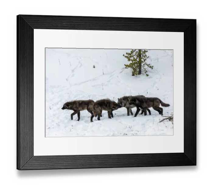 Framed Print : Wolves (Canis lupus) juvenile, displaying submissive behavior and begging for food from adult, Yellowstone National Park, Wyoming, USA. January Framed Print : Wolves (Canis lupus) juvenile, displaying submissive behavior and begging for food from adult, Yellowstone National Park, Wyoming, USA. January