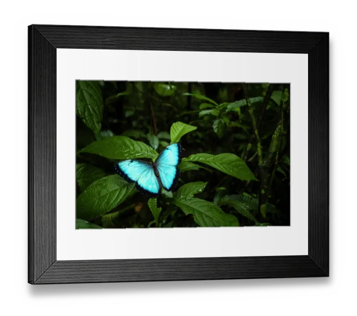 Framed Print : Common blue morph (Morpho helenor narcissus) butterfly resting on a leaf, Pierella Ecological Garden, Sarapiqui, Costa Rica Framed Print : Common blue morph (Morpho helenor narcissus) butterfly resting on a leaf, Pierella Ecological Garden, Sarapiqui, Costa Rica