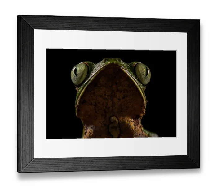 Framed Print : White-lined leaf frog (Phyllomedusa vaillanti) looking up, Los Amigos Biological Station, Peru Framed Print : White-lined leaf frog (Phyllomedusa vaillanti) looking up, Los Amigos Biological Station, Peru