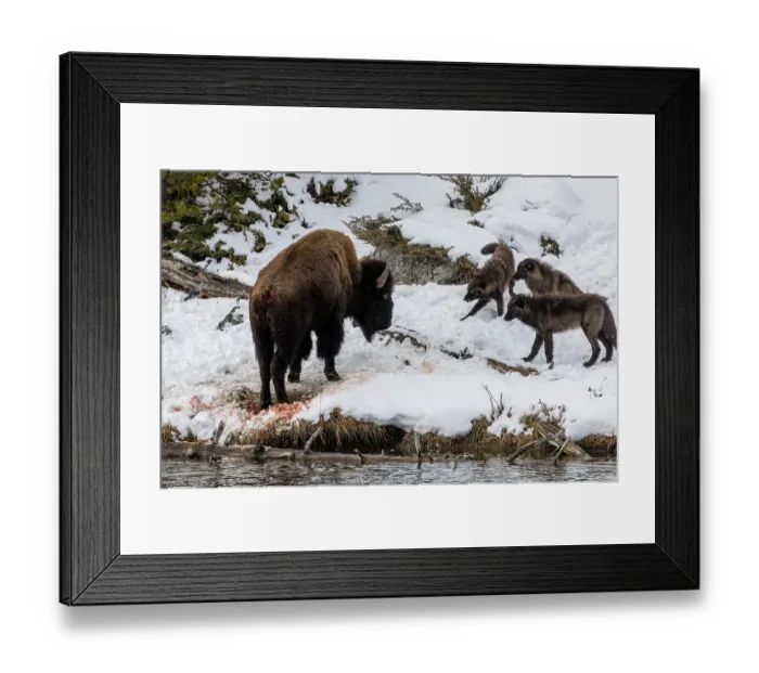 Framed Print : Wolves (Canis lupus) from the Wapiti pack hunting a Bison along snow-covered riverbank Framed Print : Wolves (Canis lupus) from the Wapiti pack hunting a Bison along snow-covered riverbank