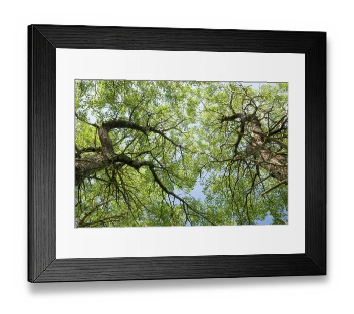 Framed Print : Aspen (Populus tremula) woodland in early summer, Insh Marshes, Cairngorms National Park, Scotland, UK. June Framed Print : Aspen (Populus tremula) woodland in early summer, Insh Marshes, Cairngorms National Park, Scotland, UK. June