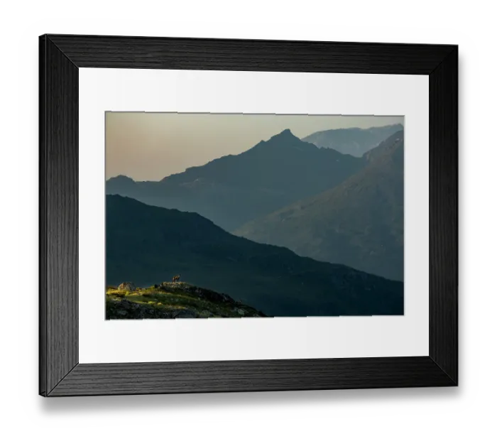 Framed Print : Chamois (rupicapra rupicapra) standing on rocky outcrop in the first light of day with mountains behind, Bellecombe, Vanoise National Park, France. July Framed Print : Chamois (rupicapra rupicapra) standing on rocky outcrop in the first light of day with mountains behind, Bellecombe, Vanoise National Park, France. July