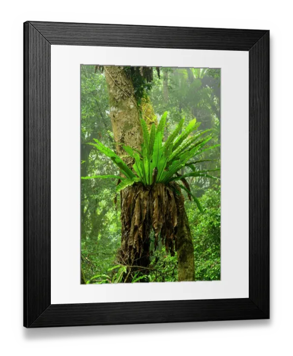 Framed Print : Large Bird's-nest ferns (Asplenium sp.) in mid-elevation rainforest shrouded in mist / cloud, Montage d'Ambre National Park, northern Madagascar Framed Print : Large Bird's-nest ferns (Asplenium sp.) in mid-elevation rainforest shrouded in mist / cloud, Montage d'Ambre National Park, northern Madagascar