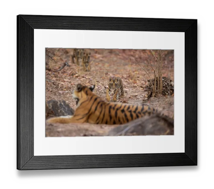 Framed Print : Bengal tiger (Panthera tigris tigris) cubs, aged 2 months, approaching their mother, Bandhavgarh Tiger Reserve, Madhya Pradesh, India. Endangered