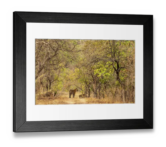 Framed Print : Bengal tiger (Panthera tigris tigris) female, walking cautiously along forest path with cubs, Bandhavgarh Tiger Reserve, Madhya Pradesh, India. Endangered Framed Print : Bengal tiger (Panthera tigris tigris) female, walking cautiously along forest path with cubs, Bandhavgarh Tiger Reserve, Madhya Pradesh, India. Endangered