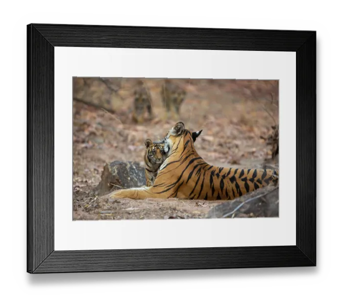 Framed Print : Bengal tiger (Panthera tigris tigris) cubs, aged 2 months, approaching their mother, Bandhavgarh Tiger Reserve, Madhya Pradesh, India. Endangered